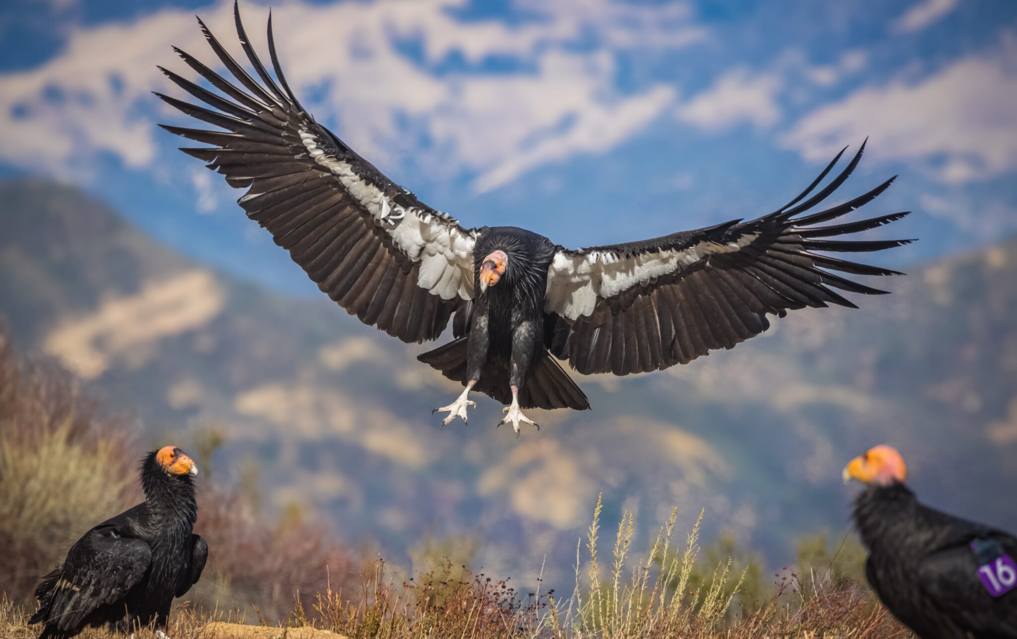 EcoLife's Bill Toone on the Future of Condors, Monarchs and Water