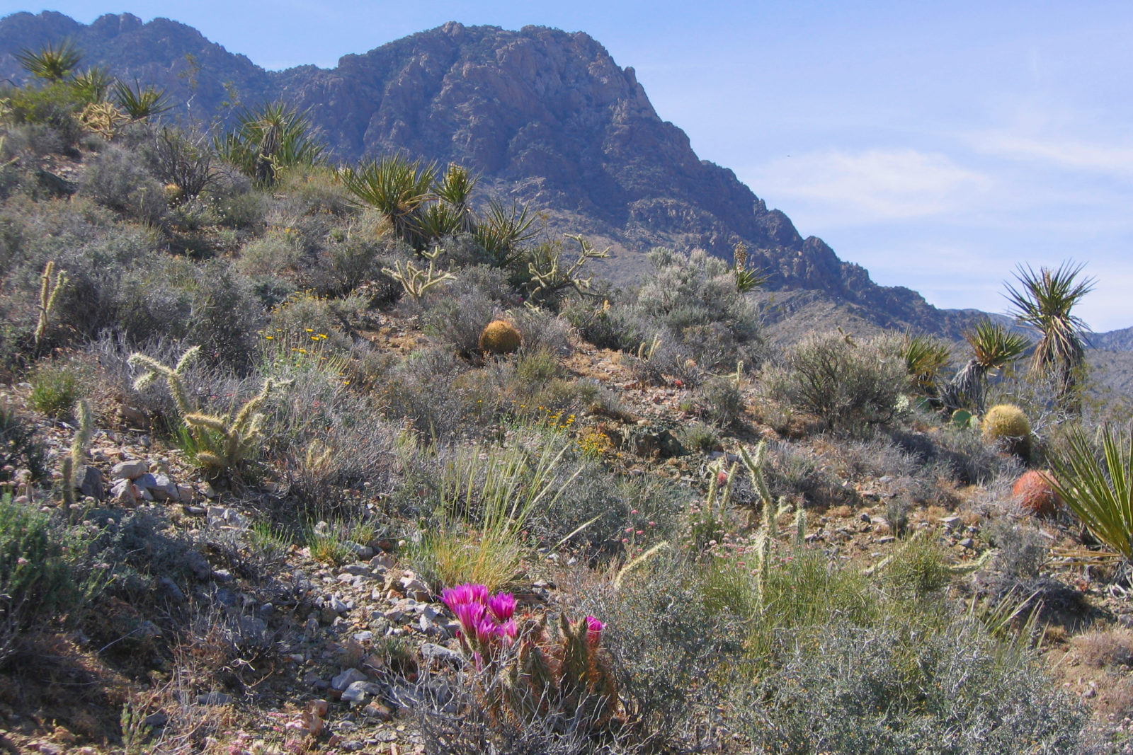 The Mojave National Preserve turned 20 this year, and was created as part of the 1994 California Desert Protection Act.