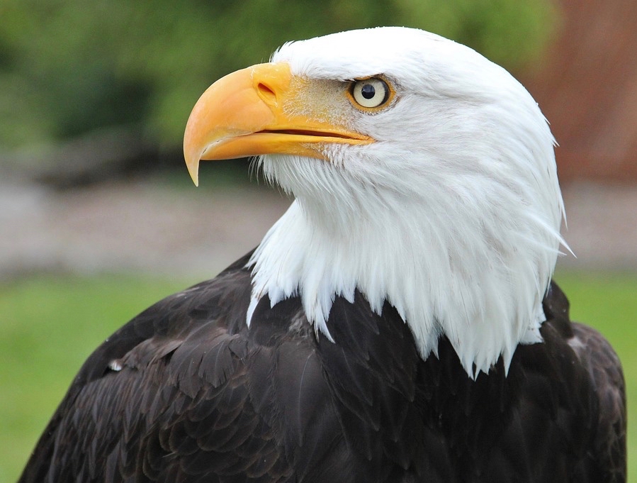 Bald Eagle National Park Service 705 534