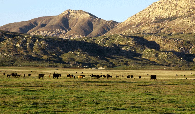 Rancho Guejito Cows Rincon
