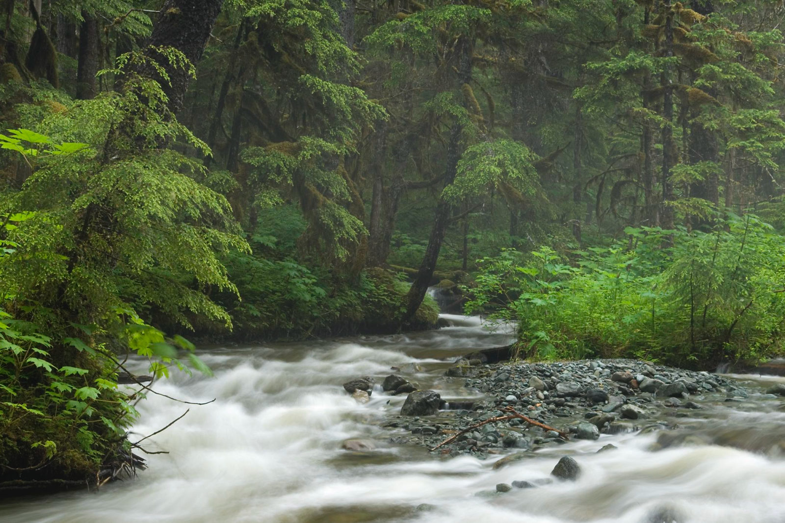 Rainforest
Fish Creek
Douglas Island
Tongass National Forest
Alaska
U.S.A.
Caption: The Tongass National Forest comprises nearly one-third of the world's remaining old-growth coastal temperate rain forests.
