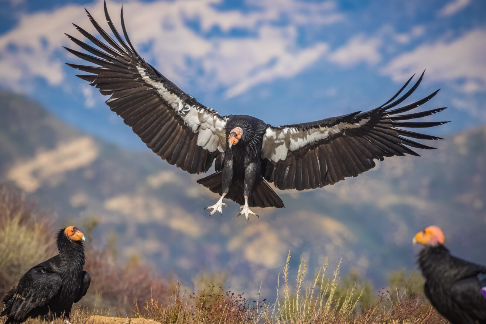 California Condor Chris Trent USFWS