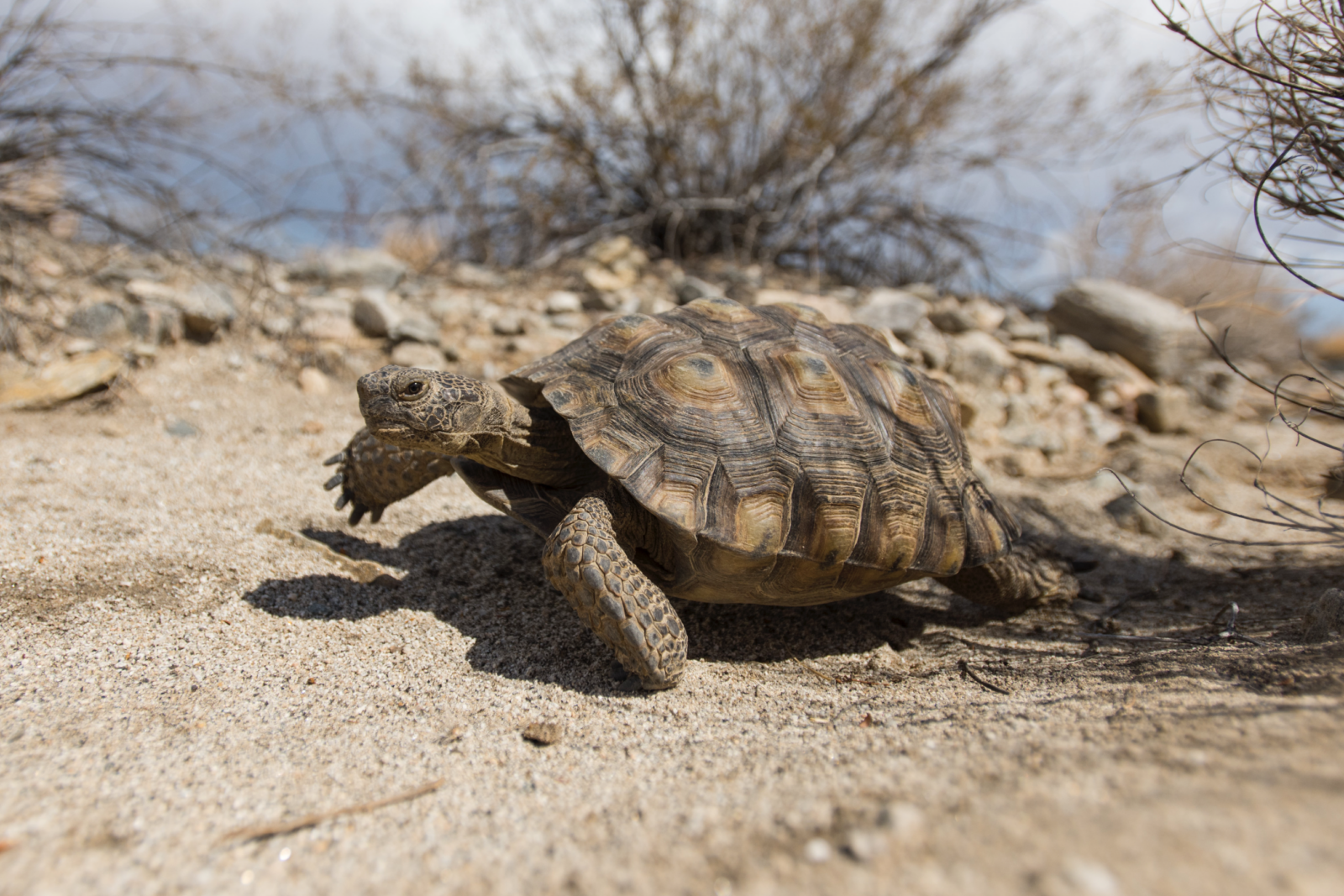 Desert Tortoise Pinto Basin NPS Brad Sutton 081916