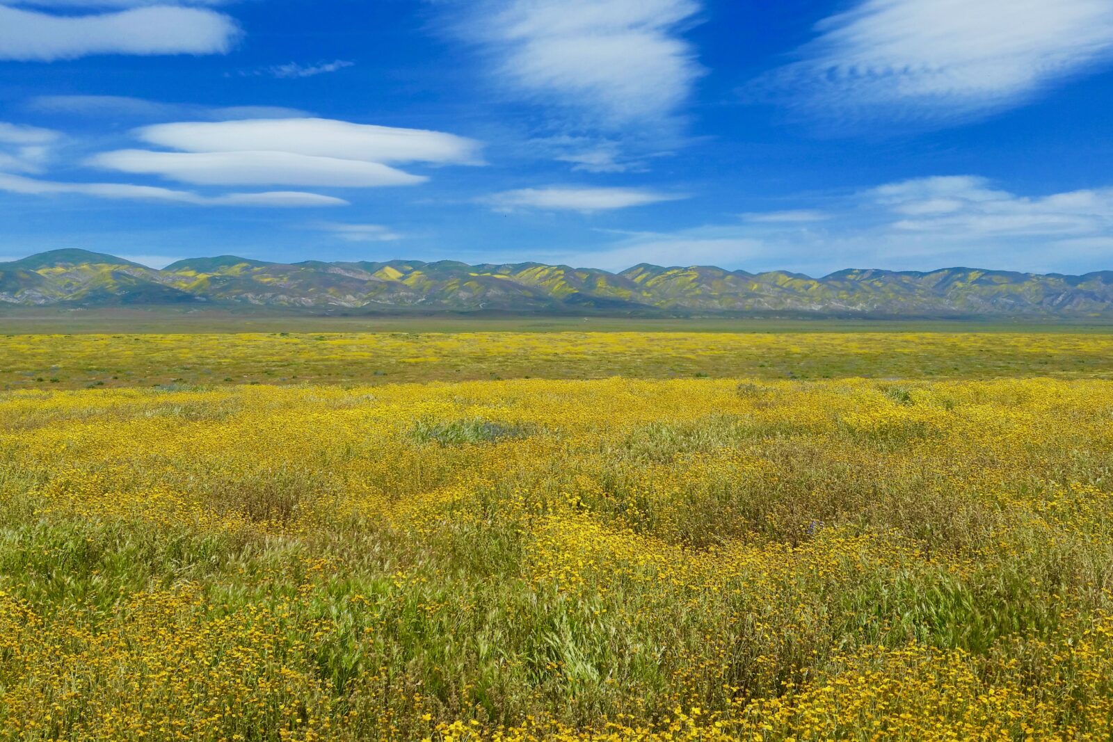 Carrizo Plain 041617